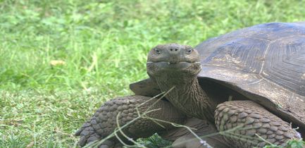 day-seven-itinerary-b-elite-highlands-tortoise